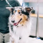 Beauty for Dogs